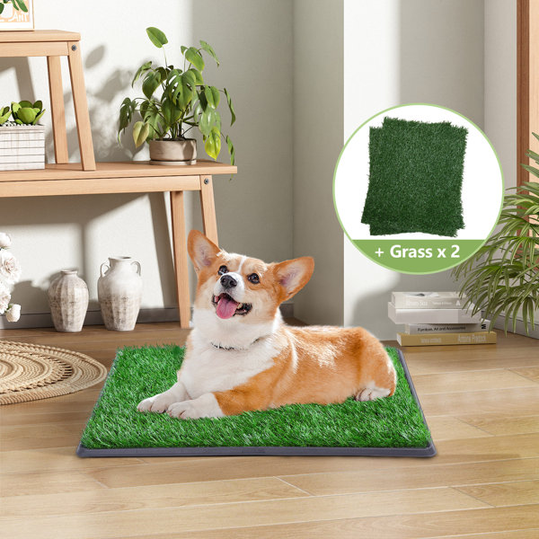 Tucker Murphy Pet™ Dariyon Dog Pee Turf With 2 Replacements Grass Wayfair